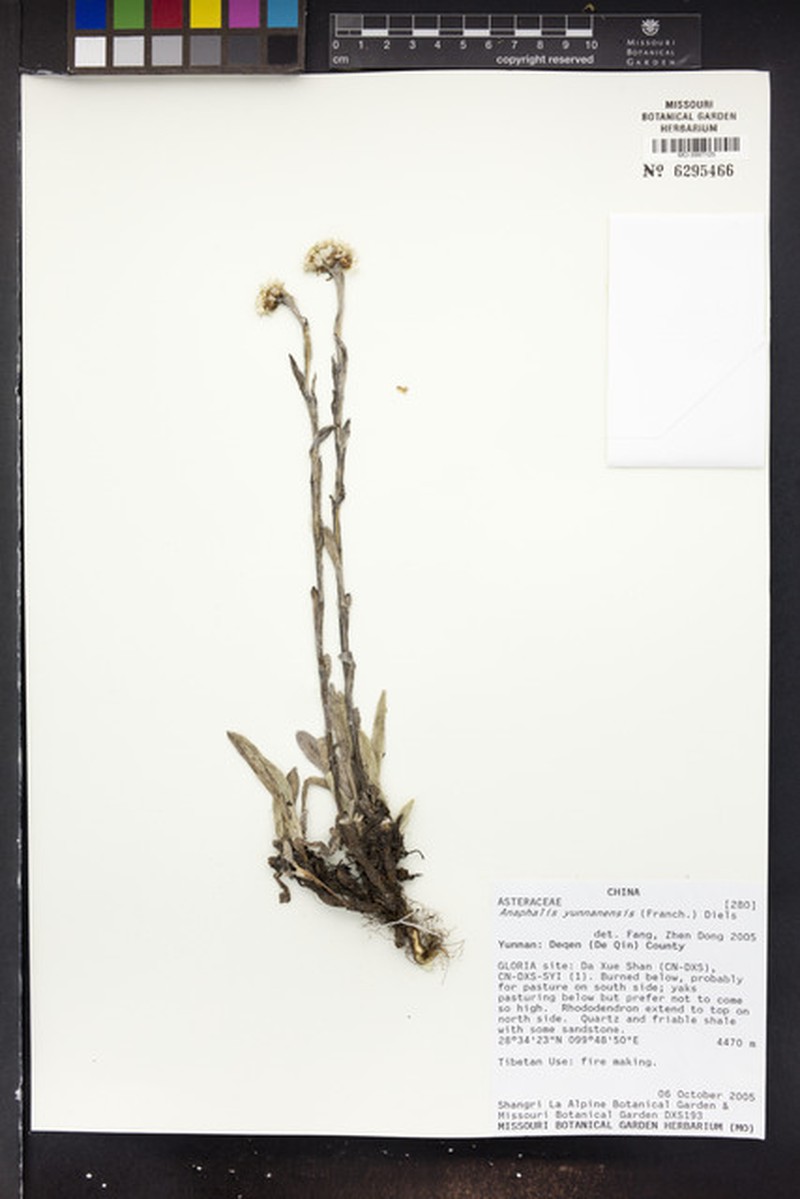 Anaphalis yunnanensis photo 4