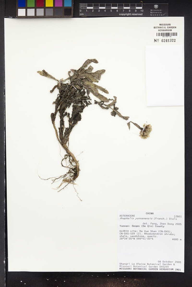 Anaphalis yunnanensis photo 5