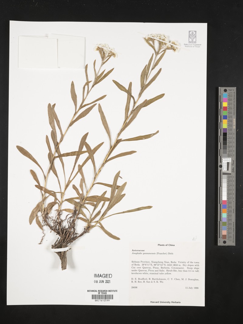Anaphalis yunnanensis photo 6
