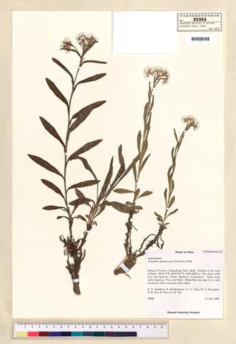 Anaphalis yunnanensis