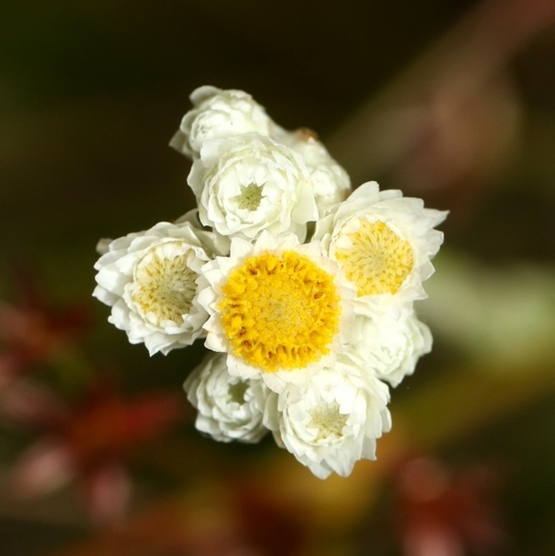 Anaphalis zeylanica