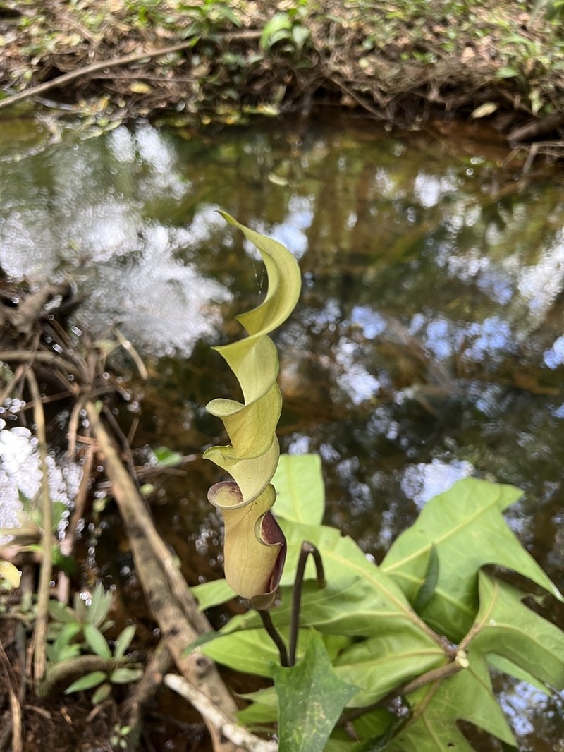 Anaphyllopsis americana