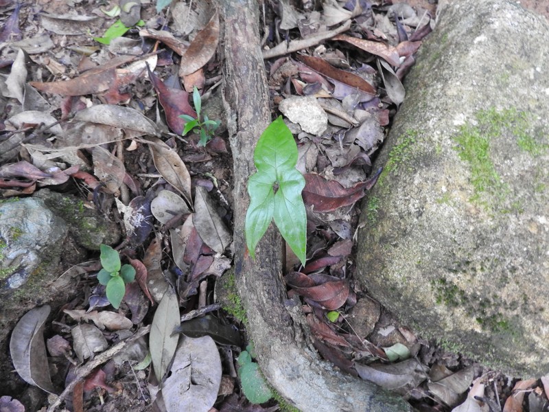 Anaphyllum beddomei
