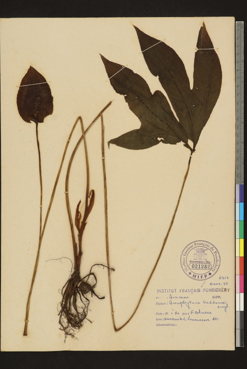 Anaphyllum beddomei photo 3