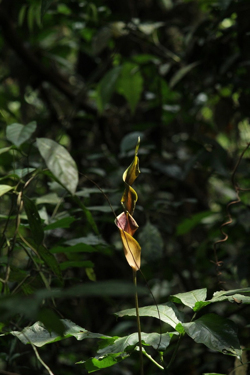 Anaphyllum wightii