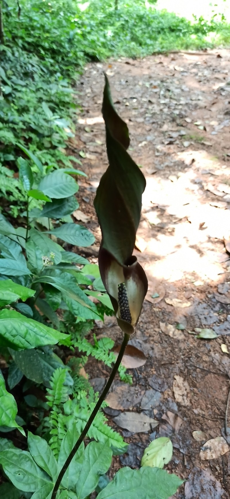 Anaphyllum wightii photo 2