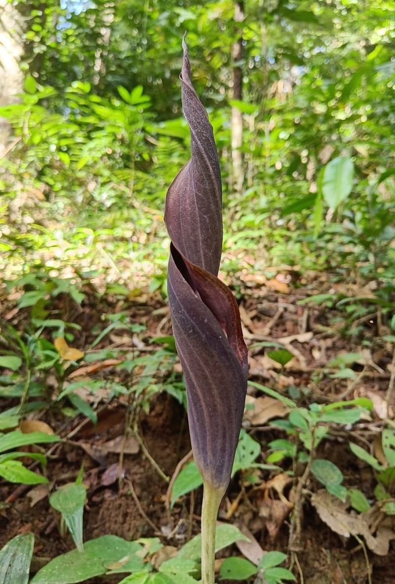 Anaphyllum wightii photo 3