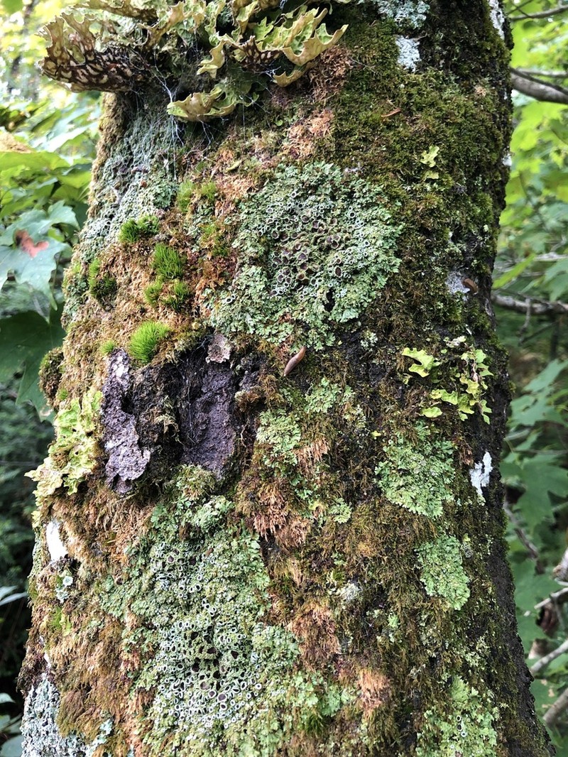 Fringed Lichen