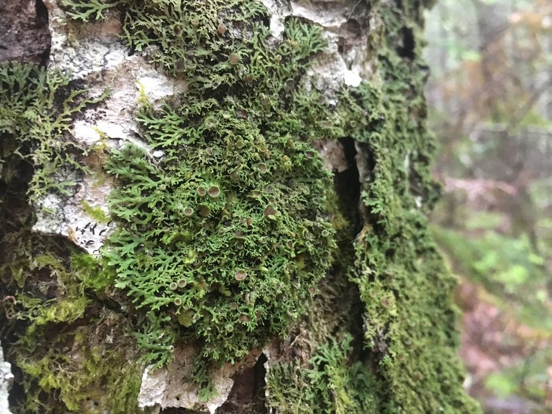 Fringed Lichen photo 2