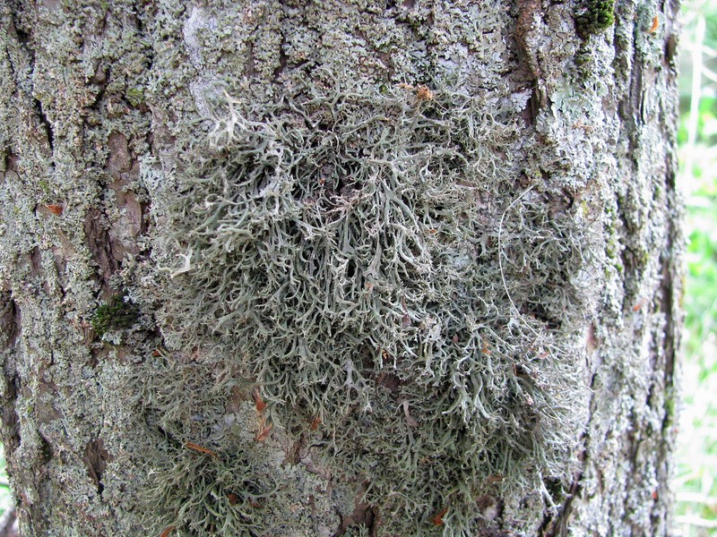 Fringed Lichen