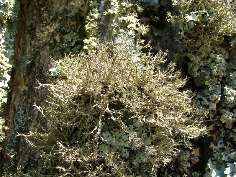 Fringed Lichen photo 2