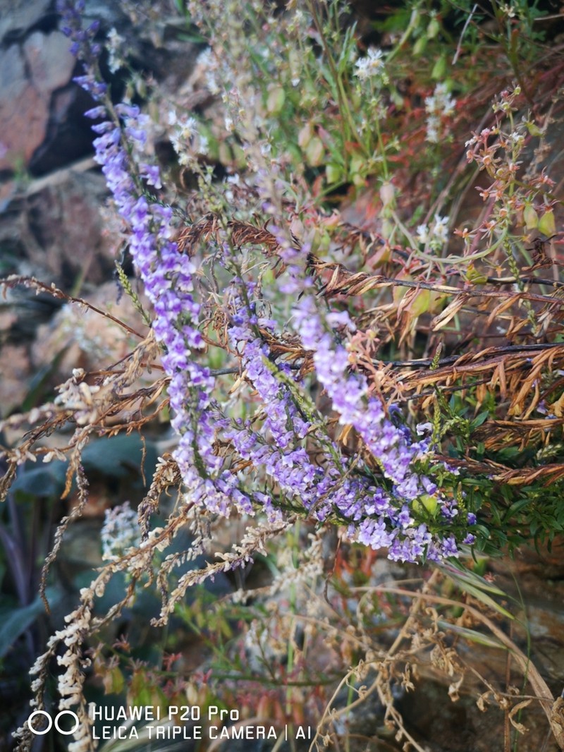 Lilac Snapdragon