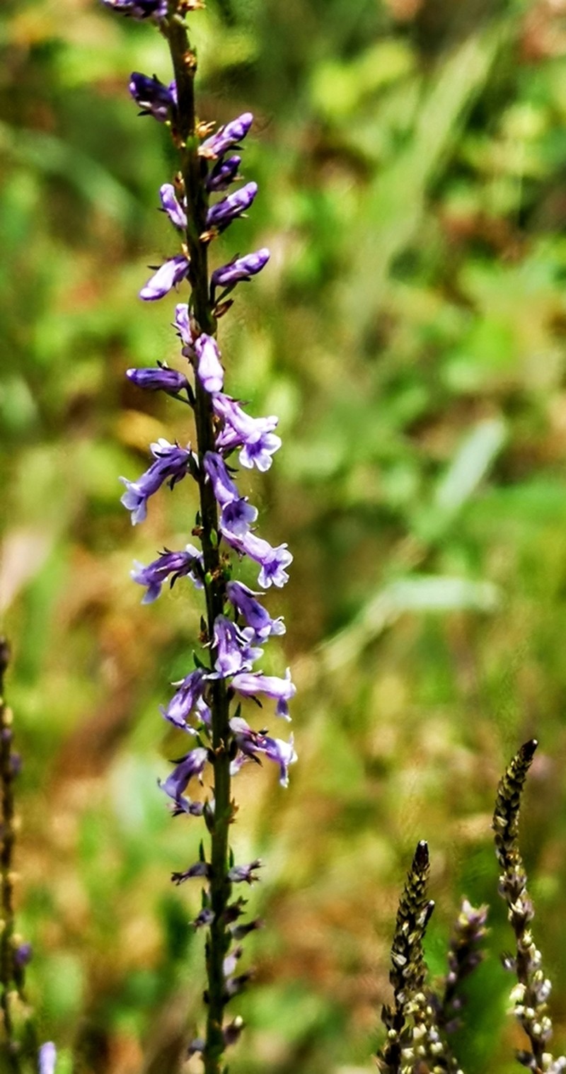 Lilac Snapdragon photo 2