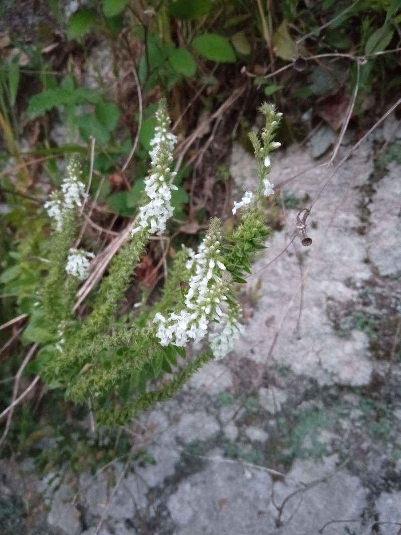 Anarrhinum duriminium