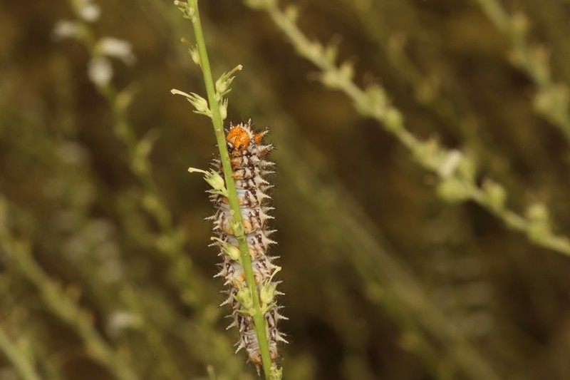 Anarrhinum forskaohlii photo 2