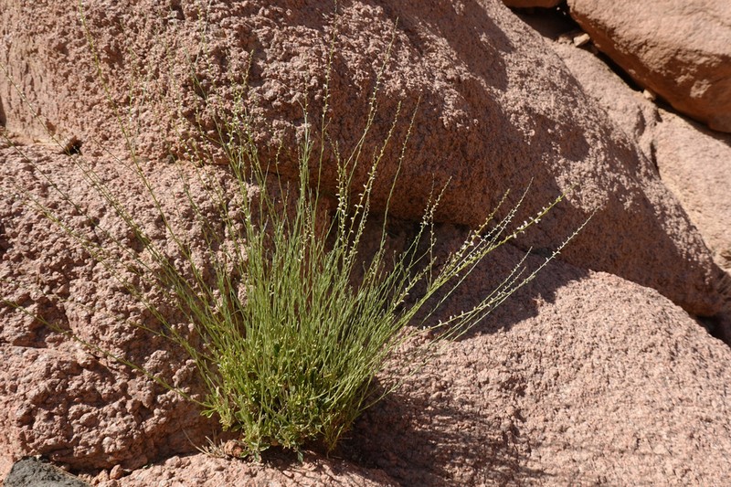 Anarrhinum forskaohlii photo 3