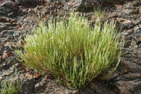 Anarrhinum fruticosum