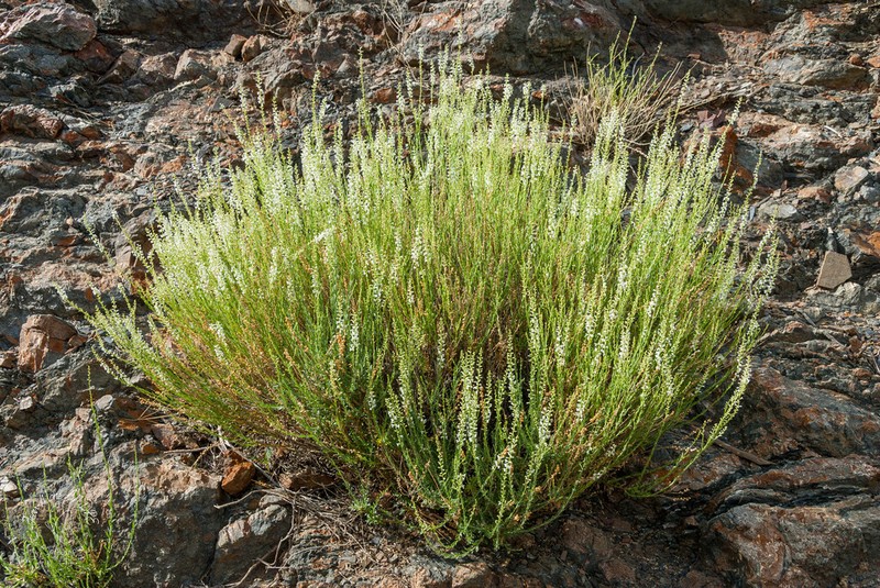 Anarrhinum fruticosum