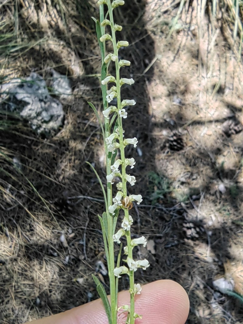 Anarrhinum fruticosum subsp. fruticosum