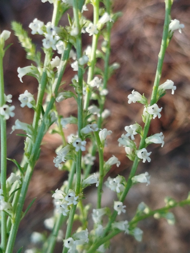 Anarrhinum fruticosum subsp. fruticosum photo 2