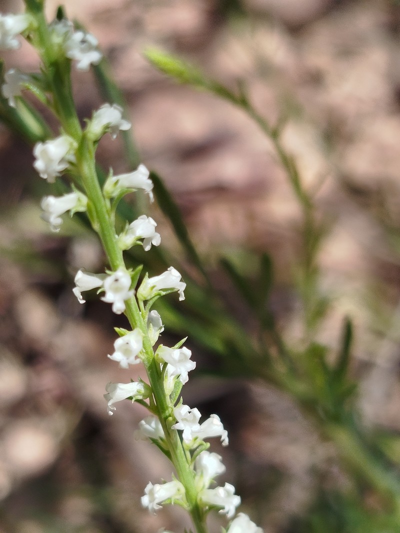 Anarrhinum fruticosum subsp. fruticosum photo 3
