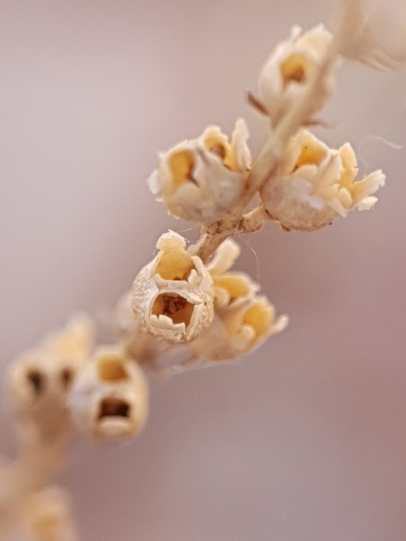 Anarrhinum fruticosum subsp. fruticosum photo 4
