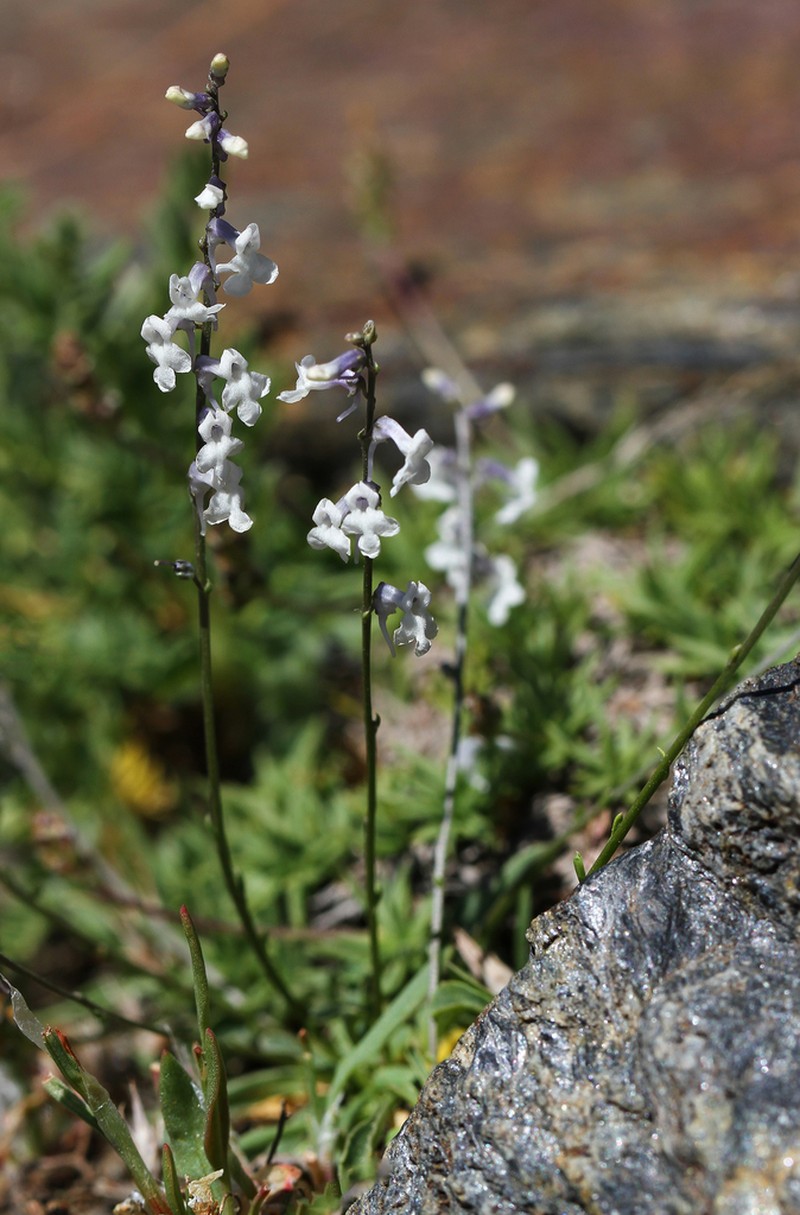 Anarrhinum laxiflorum