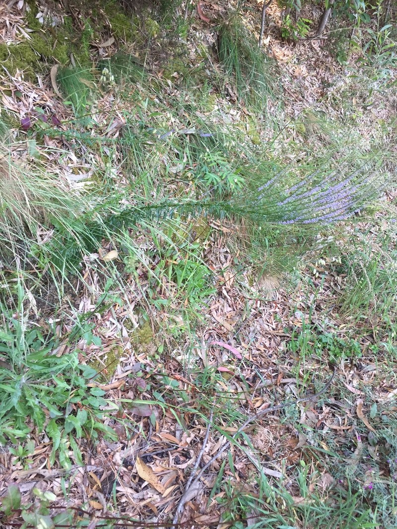 Anarrhinum longipedicellatum