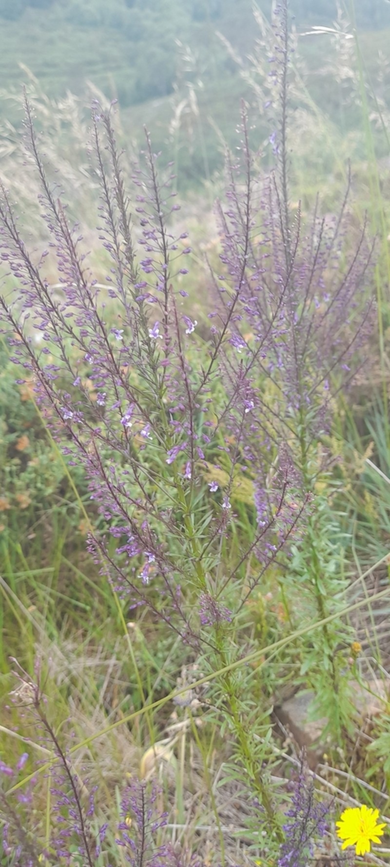 Anarrhinum longipedicellatum photo 2