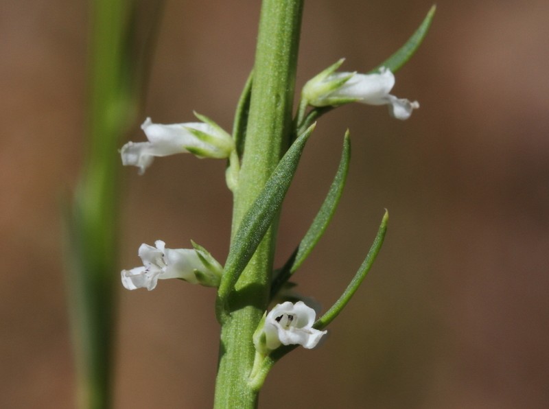 Anarrhinum orientale photo 2