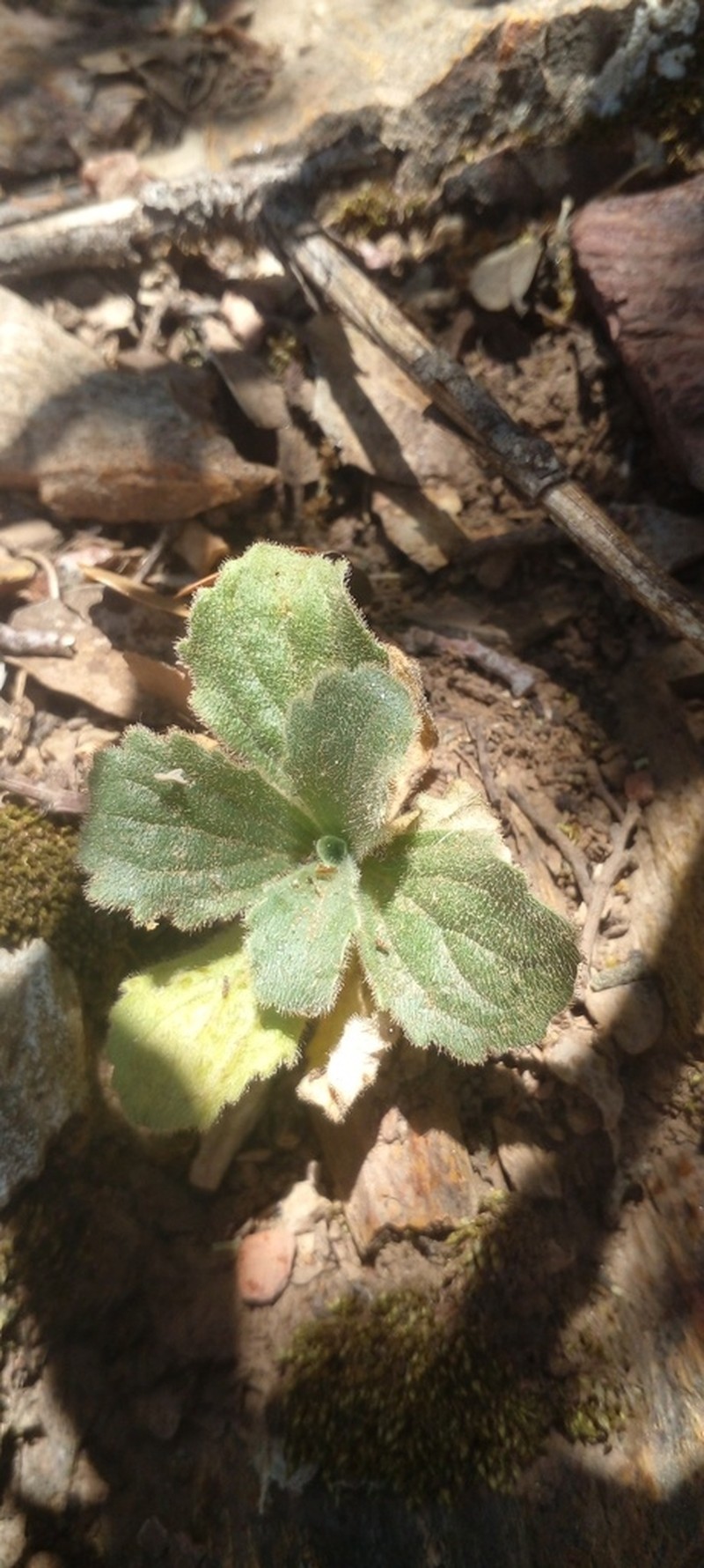 Anarrhinum pedatum
