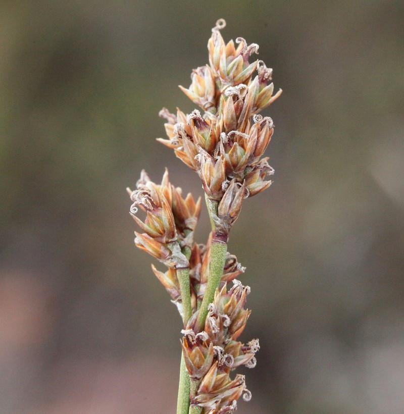 Anarthria dioica
