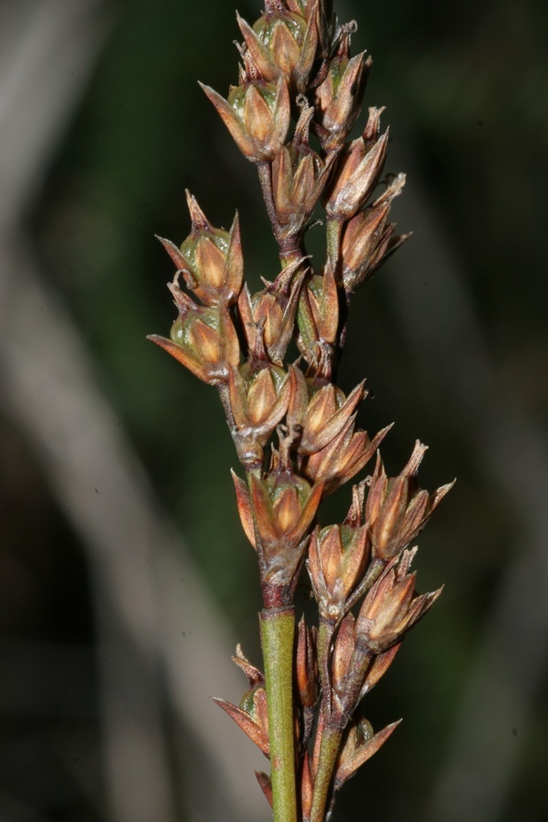 Anarthria dioica photo 2
