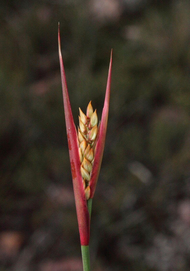 Anarthria dioica photo 3