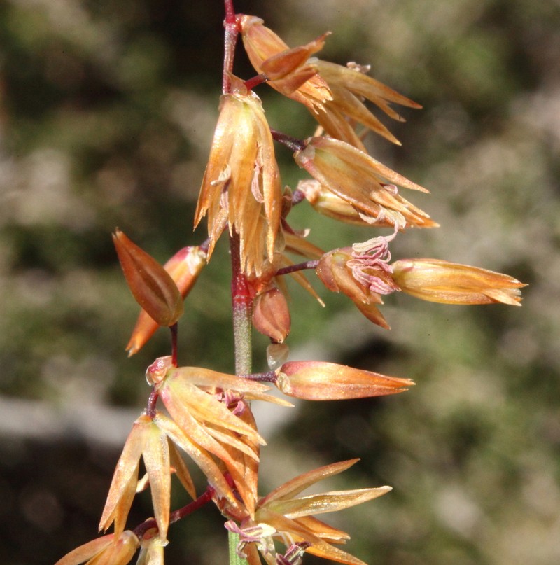 Anarthria dioica photo 4
