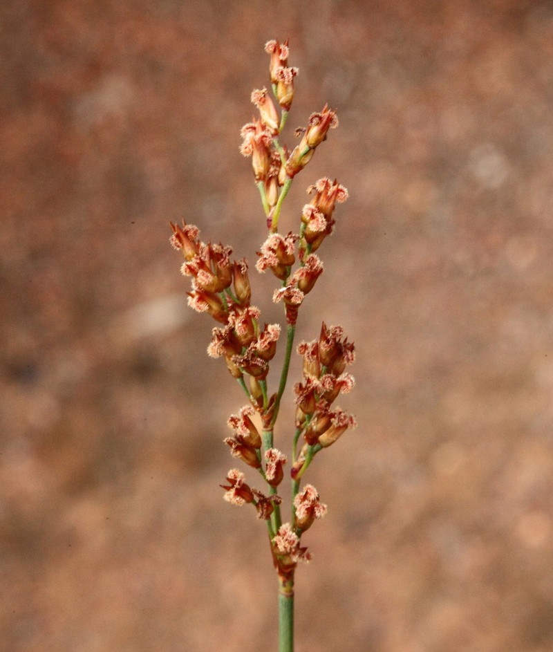 Anarthria dioica photo 5