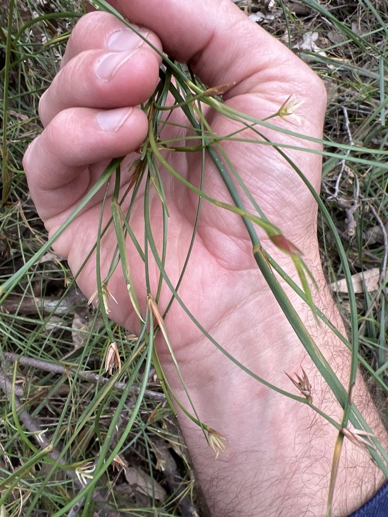 Anarthria prolifera
