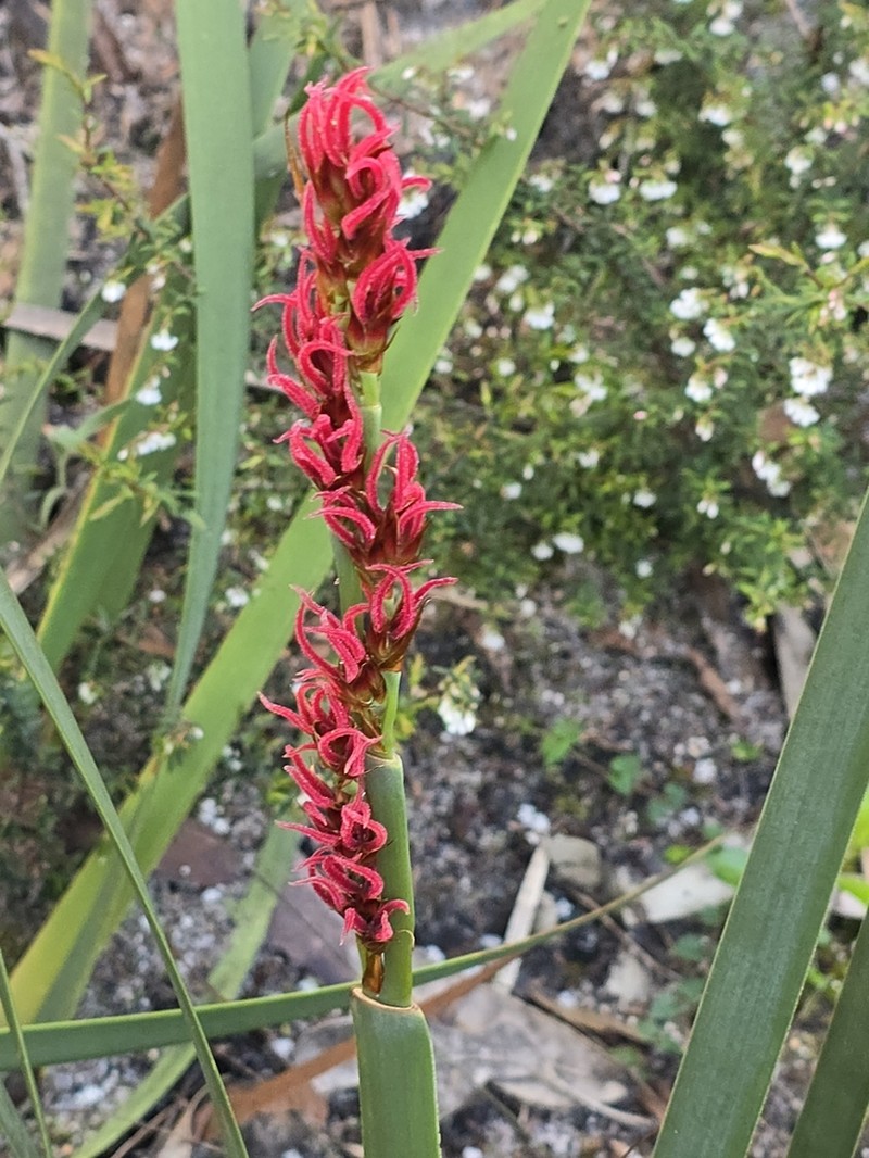 Anarthria scabra photo 2
