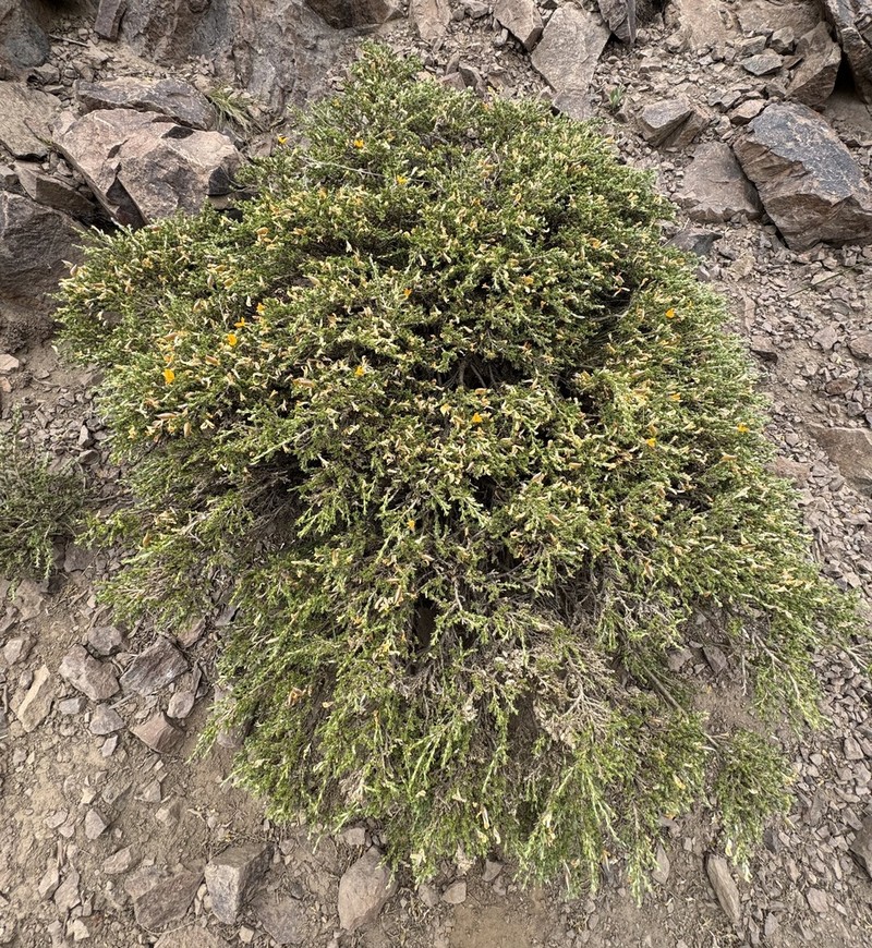 Anarthrophyllum andicola