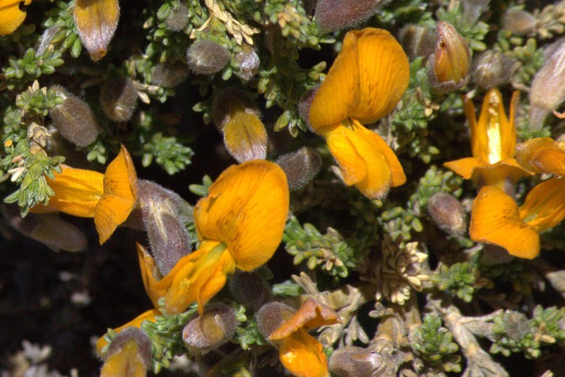 Anarthrophyllum cumingii