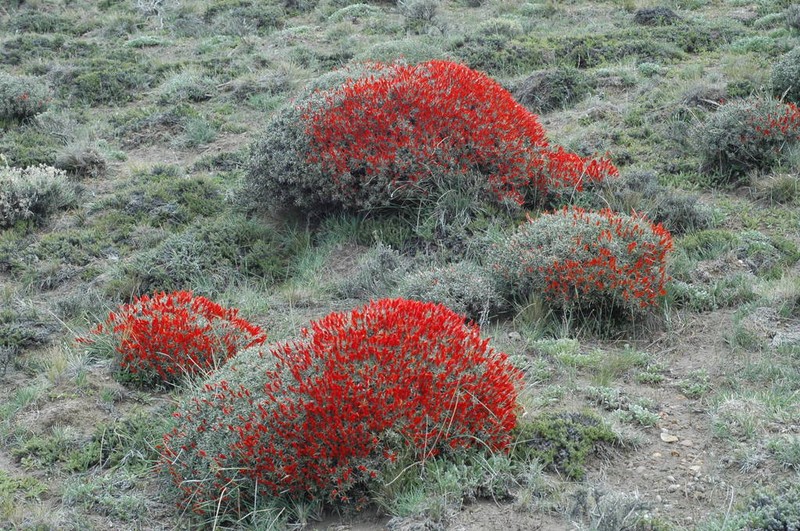 Anarthrophyllum desideratum