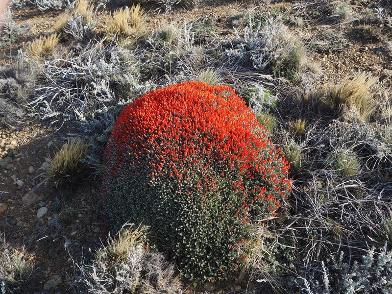 Anarthrophyllum desideratum photo 2