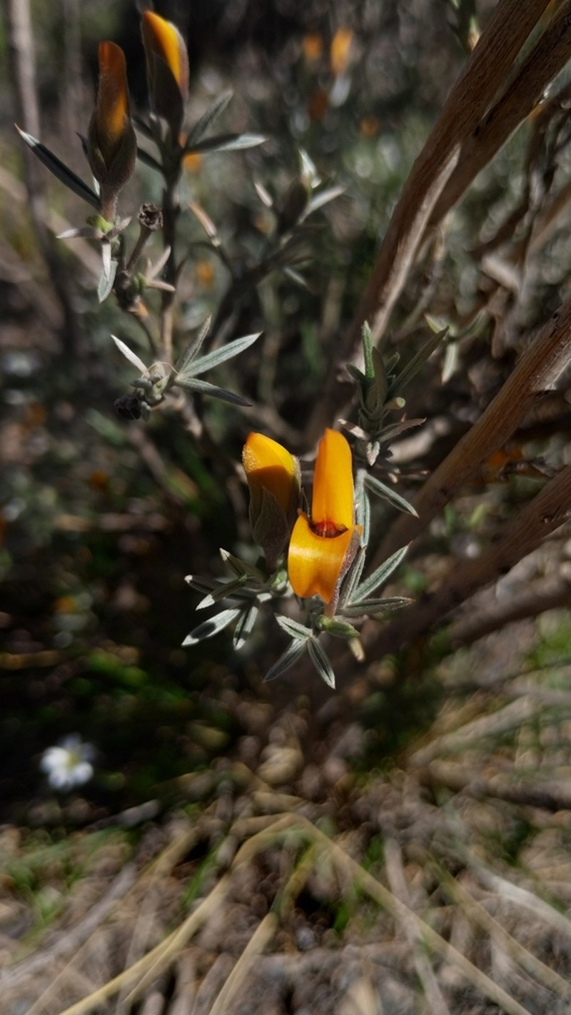 Anarthrophyllum elegans
