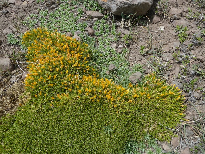 Anarthrophyllum gayanum