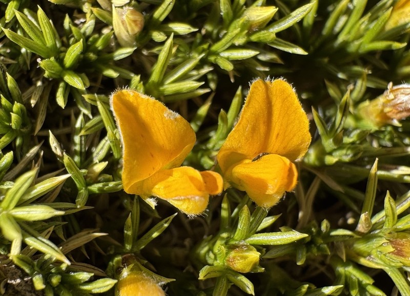 Anarthrophyllum gayanum photo 2