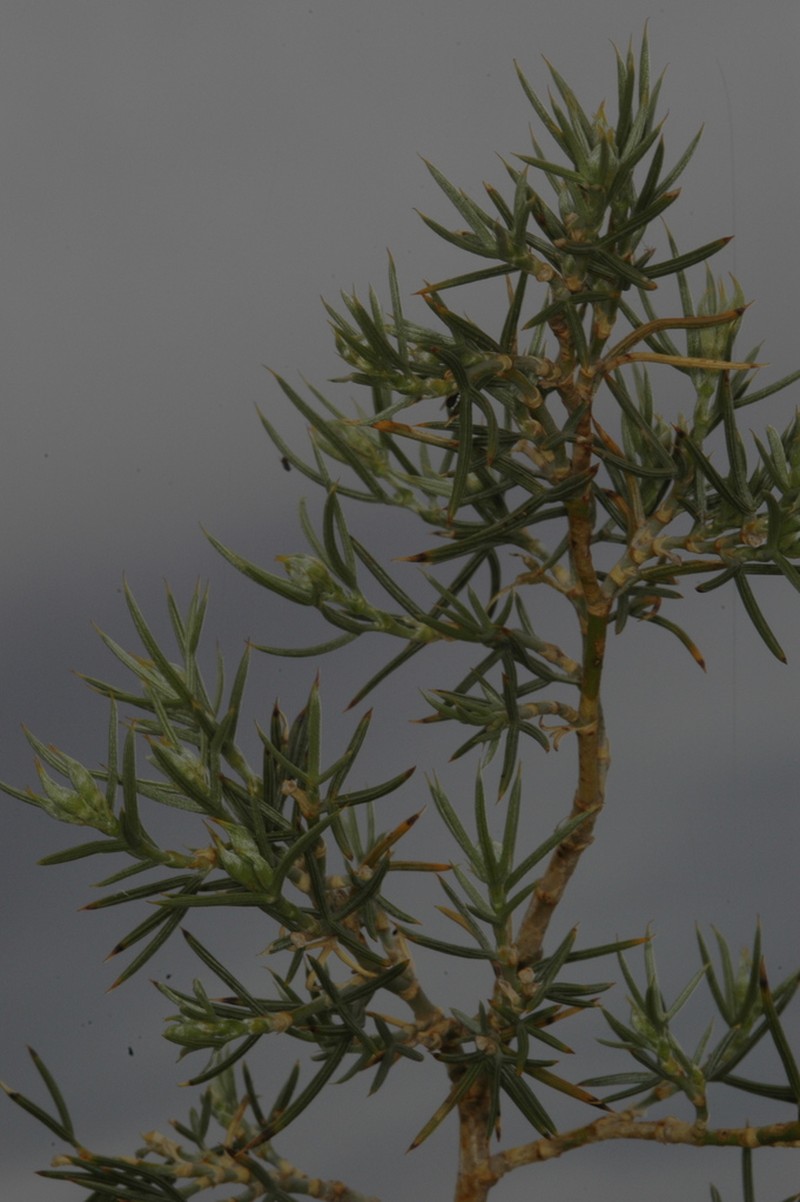 Anarthrophyllum macrophyllum