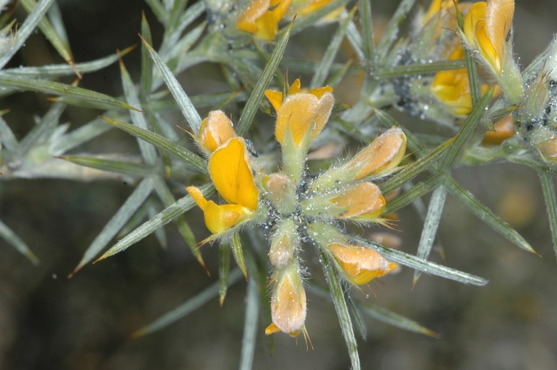 Anarthrophyllum ornithopodum