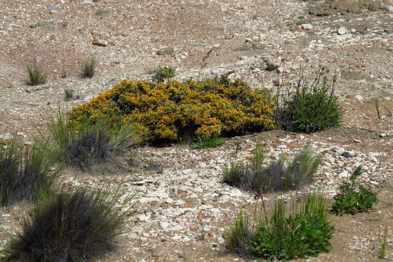 Anarthrophyllum rigidum