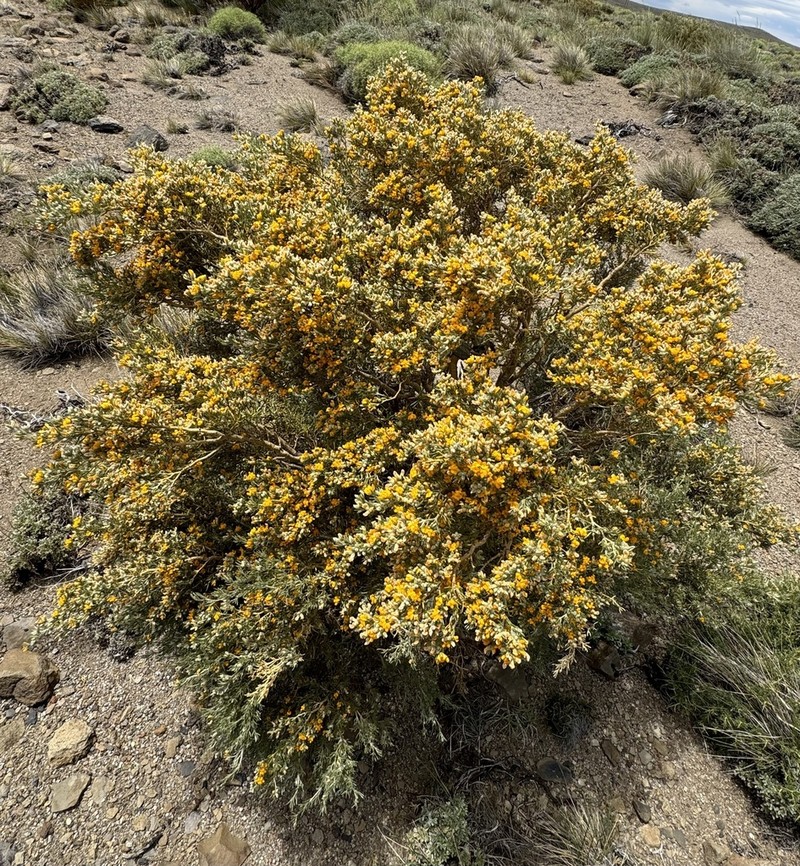 Anarthrophyllum rigidum photo 2