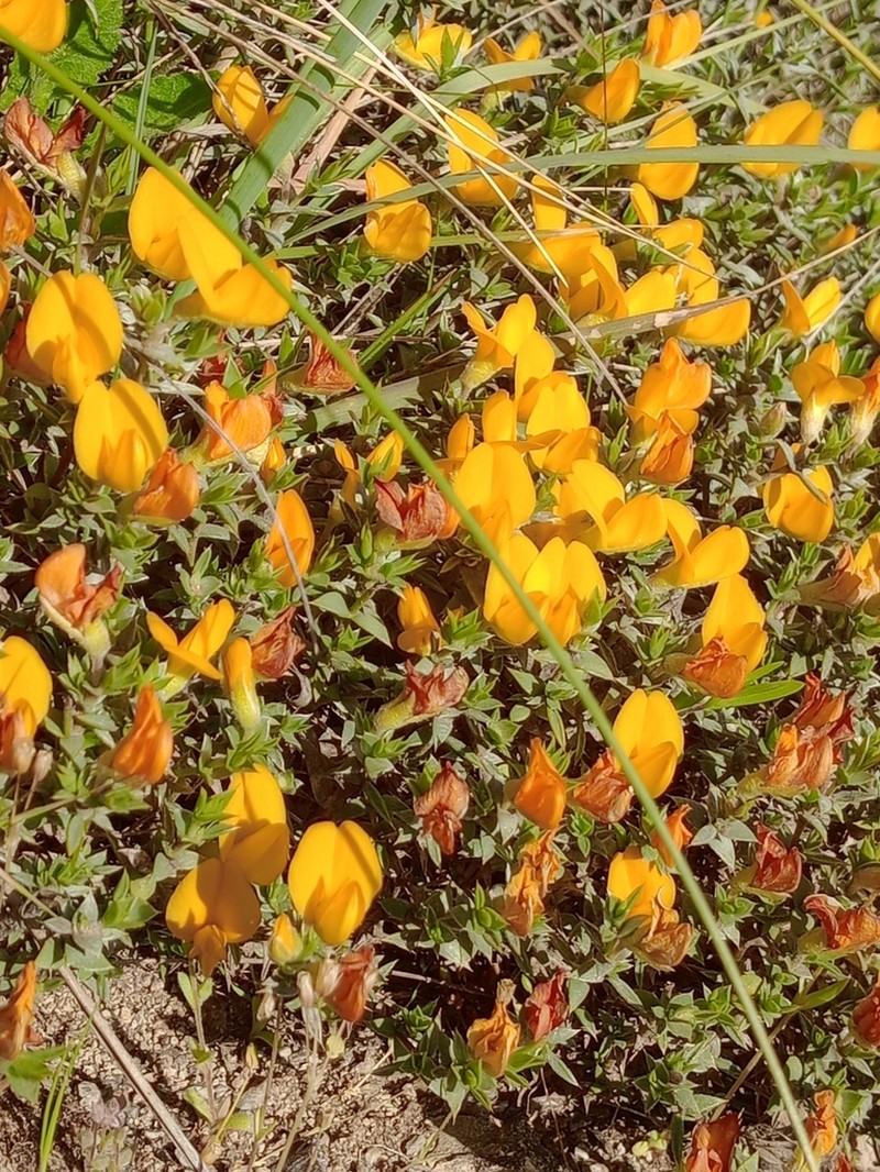 Anarthrophyllum subandinum